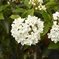 Kalina 'Eskimo' - Viburnum 'Eskimo'