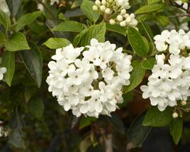 Kalina 'Eskimo'