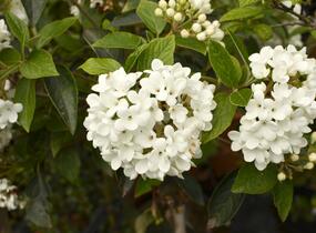 Kalina 'Eskimo' - Viburnum 'Eskimo'