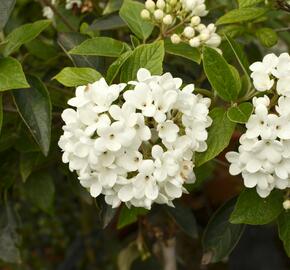 Kalina 'Eskimo' - Viburnum 'Eskimo'