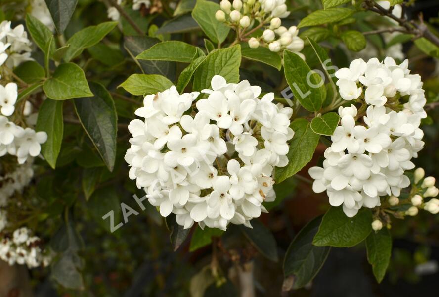 Kalina 'Eskimo' - Viburnum 'Eskimo'