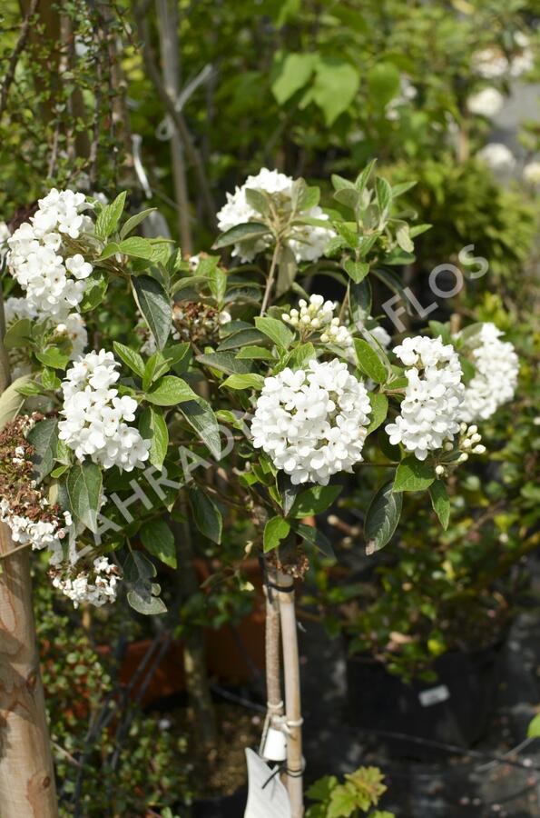 Kalina 'Eskimo' - Viburnum 'Eskimo'