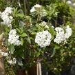 Kalina 'Eskimo' - Viburnum 'Eskimo'