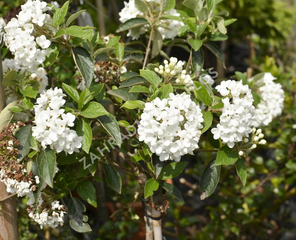 Kalina 'Eskimo' - Viburnum 'Eskimo'