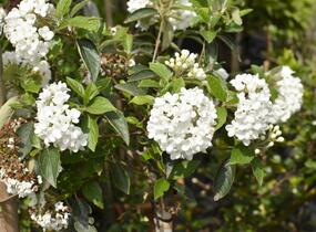 Kalina 'Eskimo' - Viburnum 'Eskimo'