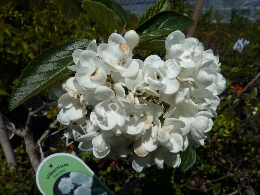 Kalina 'Eskimo' - Viburnum 'Eskimo'
