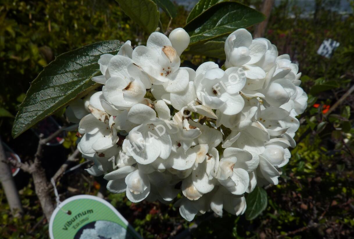 Kalina 'Eskimo' - Viburnum 'Eskimo'