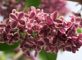 Šeřík obecný 'Sensation' - Syringa vulgaris 'Sensation'