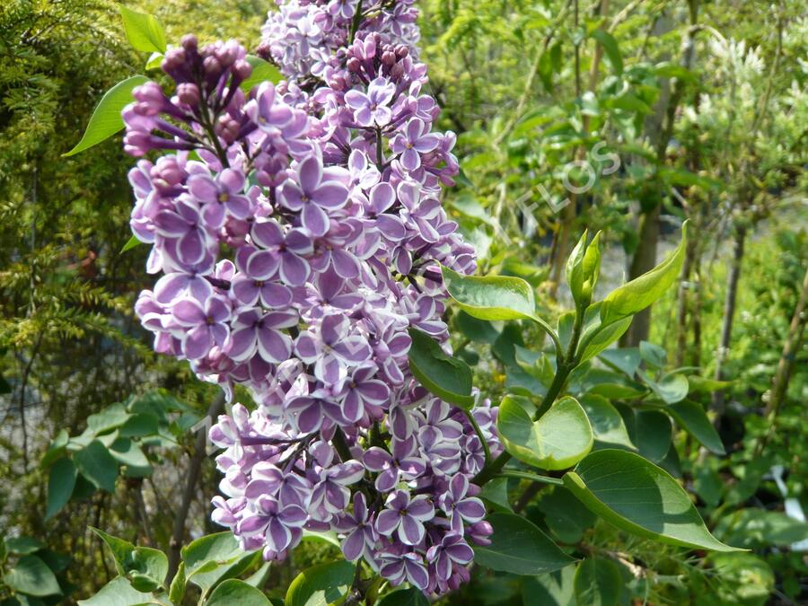 Šeřík obecný 'Sensation' - Syringa vulgaris 'Sensation'
