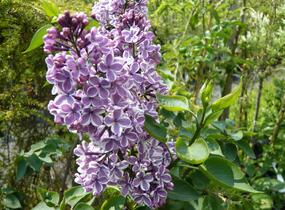 Šeřík obecný 'Sensation' - Syringa vulgaris 'Sensation'