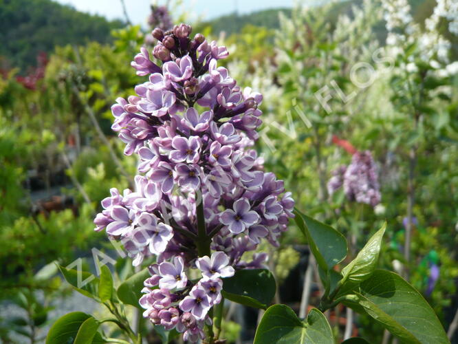 Šeřík obecný 'Sensation' - Syringa vulgaris 'Sensation'