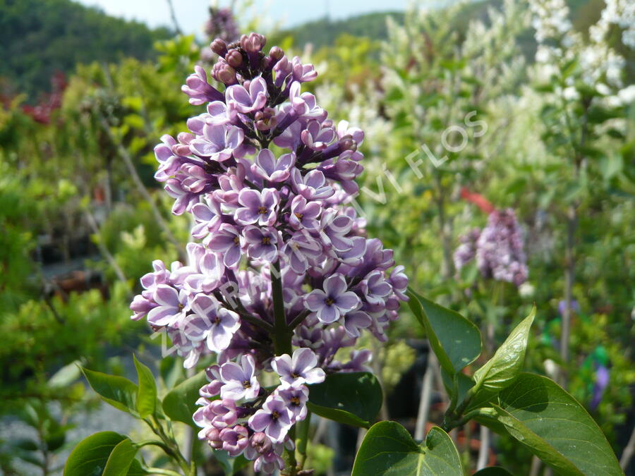 Šeřík obecný 'Sensation' - Syringa vulgaris 'Sensation'