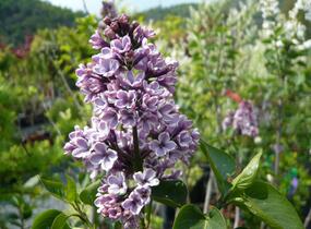Šeřík obecný 'Sensation' - Syringa vulgaris 'Sensation'