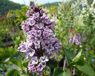 Šeřík obecný 'Sensation'