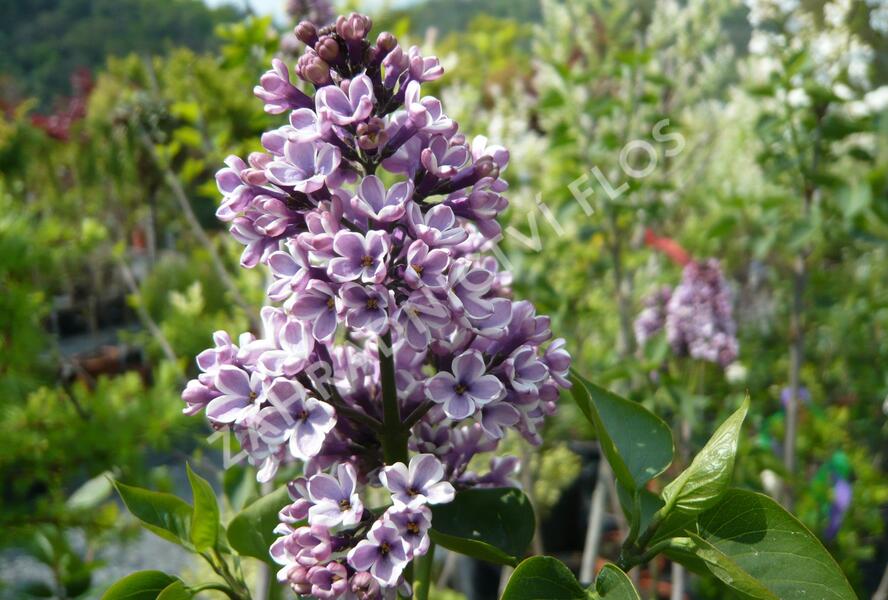 Šeřík obecný 'Sensation' - Syringa vulgaris 'Sensation'