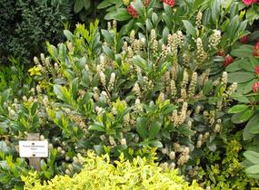 Bobkovišeň lékařská 'Mano' - Prunus laurocerasus 'Mano'