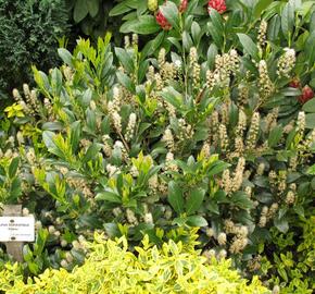 Bobkovišeň lékařská 'Mano' - Prunus laurocerasus 'Mano'