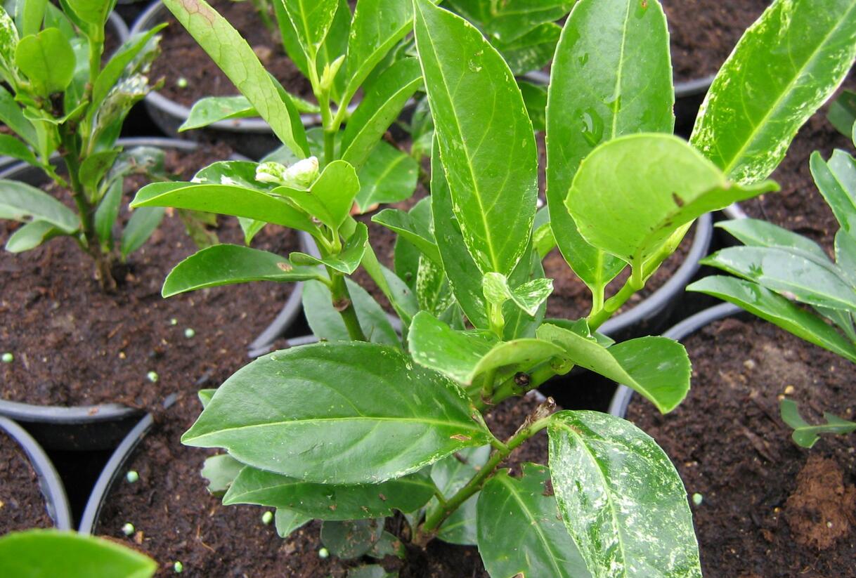 Bobkovišeň lékařská 'Ivory' - Prunus laurocerasus 'Ivory'