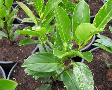 Bobkovišeň lékařská 'Ivory'