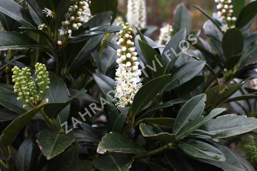 Bobkovišeň lékařská 'Grüner Teppich' - Prunus laurocerasus 'Grüner Teppich'