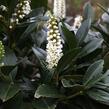 Bobkovišeň lékařská 'Grüner Teppich' - Prunus laurocerasus 'Grüner Teppich'