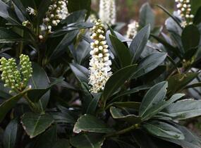 Bobkovišeň lékařská 'Grüner Teppich' - Prunus laurocerasus 'Grüner Teppich'