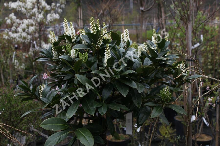 Bobkovišeň lékařská 'Grüner Teppich' - Prunus laurocerasus 'Grüner Teppich'