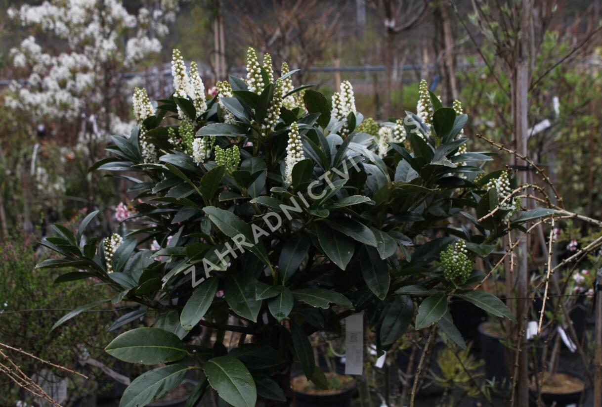 Bobkovišeň lékařská 'Grüner Teppich' - Prunus laurocerasus 'Grüner Teppich'