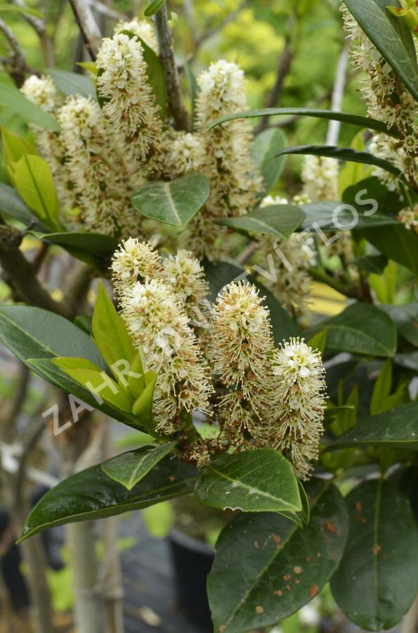 Bobkovišeň lékařská 'Grüner Teppich' - Prunus laurocerasus 'Grüner Teppich'