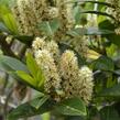 Bobkovišeň lékařská 'Grüner Teppich' - Prunus laurocerasus 'Grüner Teppich'