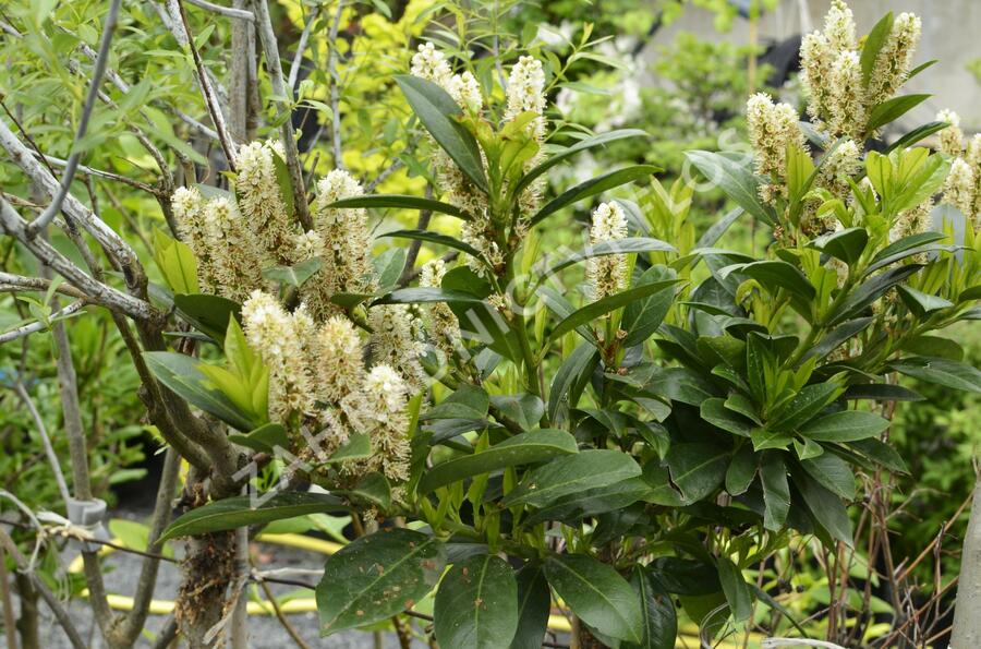 Bobkovišeň lékařská 'Grüner Teppich' - Prunus laurocerasus 'Grüner Teppich'