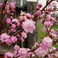 Višeň žláznatá 'Rosea Plena' - Prunus glandulosa 'Rosea Plena'