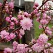 Višeň žlaznatá 'Rosea Plena' - Prunus glandulosa 'Rosea Plena'