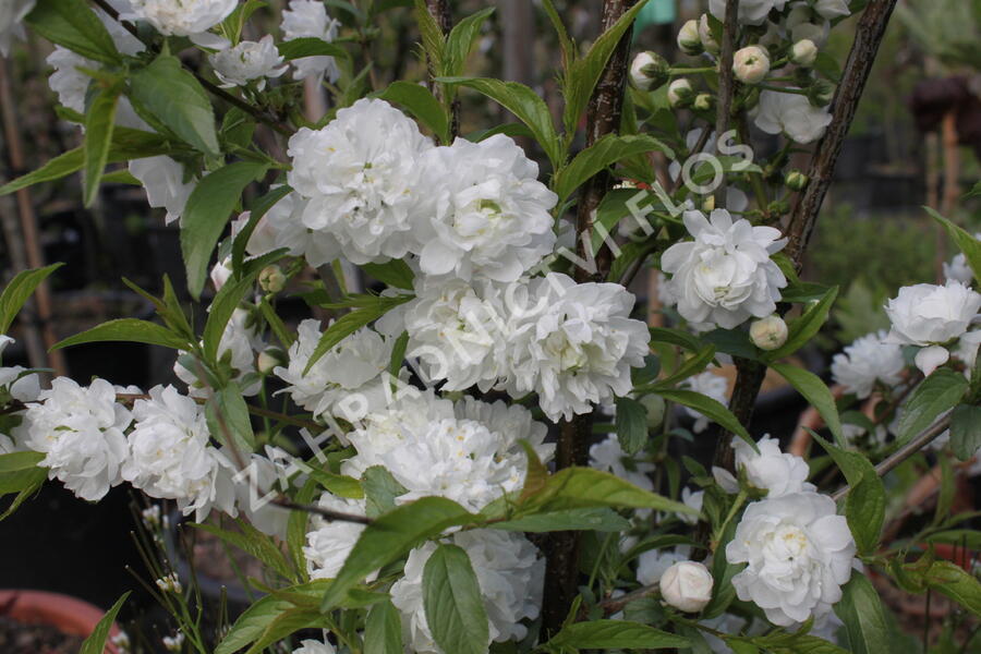 Višeň žlaznatá 'Alba Plena' - Prunus glandulosa 'Alba Plena'