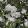 Višeň žlaznatá 'Alba Plena' - Prunus glandulosa 'Alba Plena'
