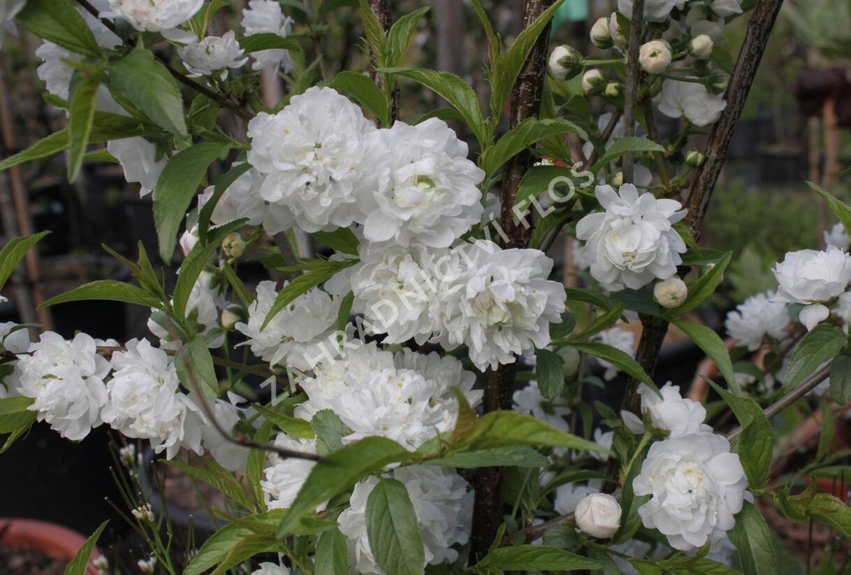 Višeň žláznatá 'Alba Plena' - Prunus glandulosa 'Alba Plena'