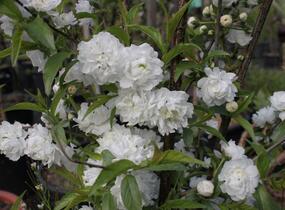 Višeň žláznatá 'Alba Plena' - Prunus glandulosa 'Alba Plena'