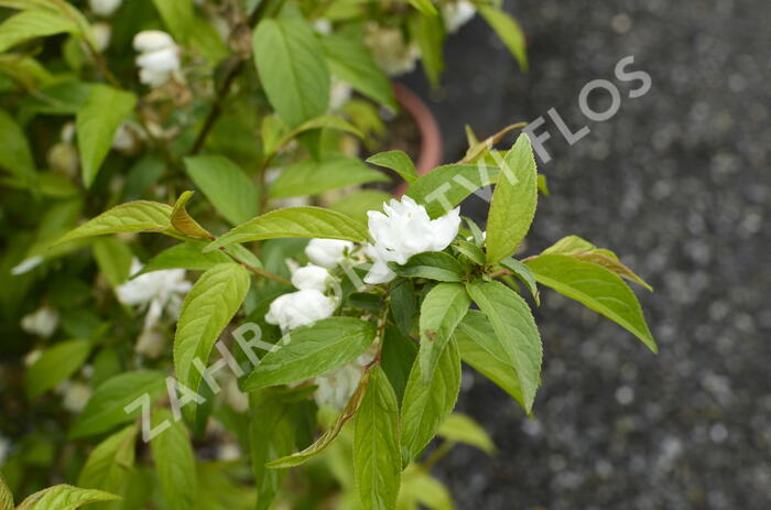 Višeň žlaznatá 'Alba Plena' - Prunus glandulosa 'Alba Plena'