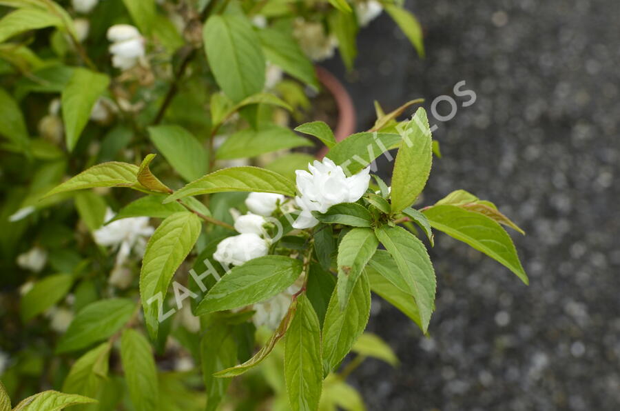 Višeň žlaznatá 'Alba Plena' - Prunus glandulosa 'Alba Plena'