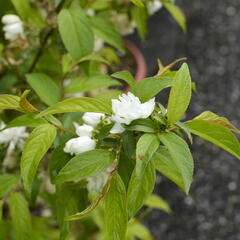 Višeň žlaznatá 'Alba Plena' - Prunus glandulosa 'Alba Plena'