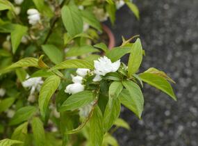 Višeň žláznatá 'Alba Plena' - Prunus glandulosa 'Alba Plena'