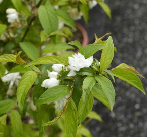 Višeň žláznatá 'Alba Plena' - Prunus glandulosa 'Alba Plena'