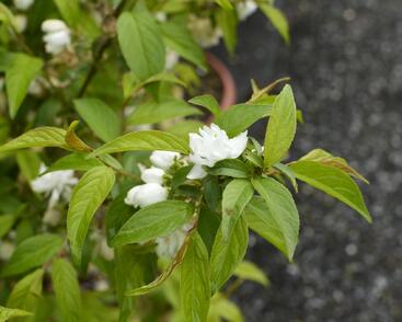 Višeň žláznatá 'Alba Plena'