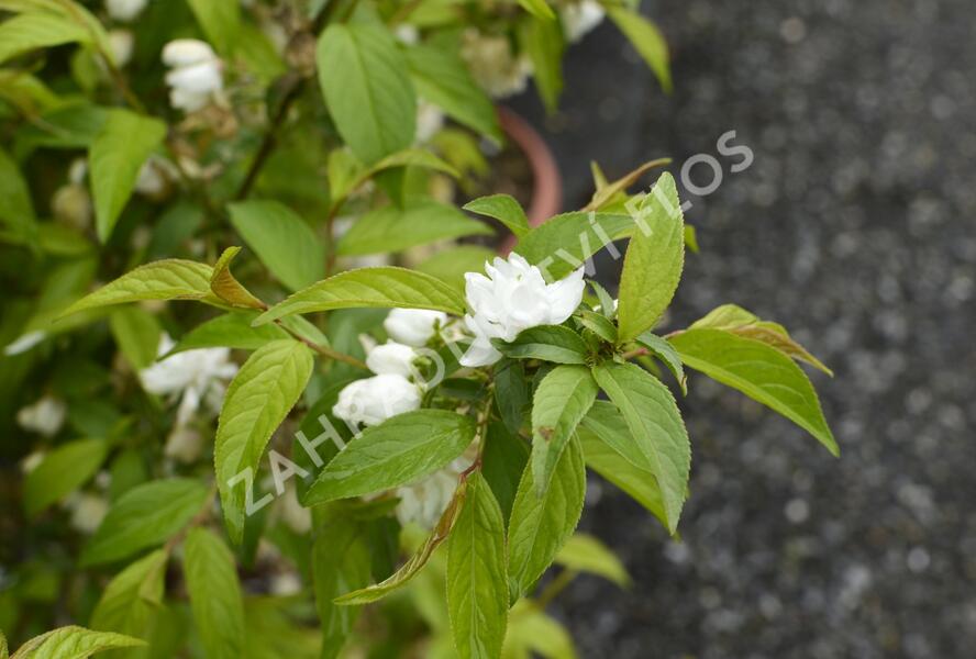 Višeň žláznatá 'Alba Plena' - Prunus glandulosa 'Alba Plena'