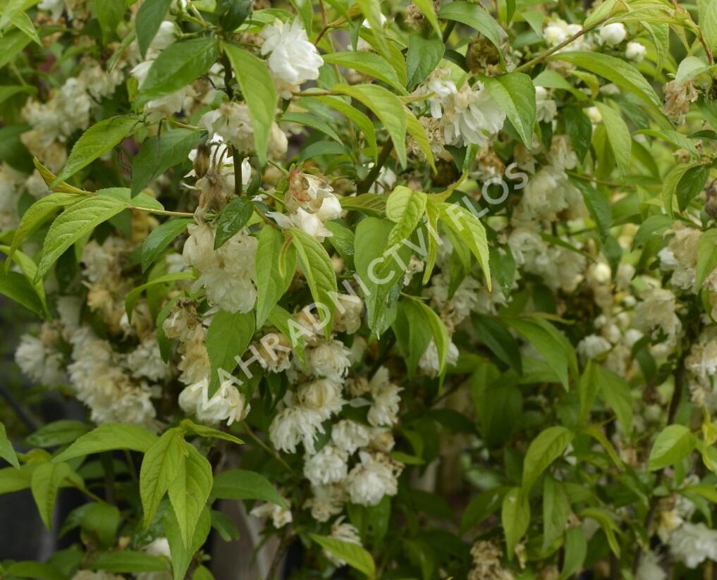 Višeň žláznatá 'Alba Plena' - Prunus glandulosa 'Alba Plena'