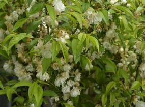 Višeň žláznatá 'Alba Plena' - Prunus glandulosa 'Alba Plena'