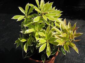 Pieris japonský 'Flaming Silver' - Pieris japonica 'Flaming Silver'
