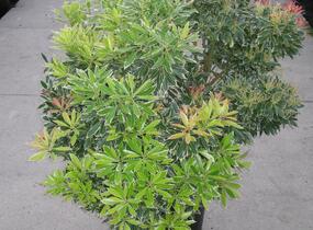 Pieris japonský 'Flaming Silver' - Pieris japonica 'Flaming Silver'