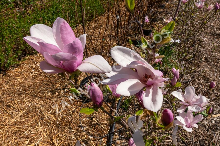 Šácholan hvězdokvětý 'G. H. Kern' - Magnolia stellata 'G. H. Kern'