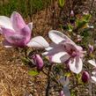 Šácholan hvězdokvětý 'G. H. Kern' - Magnolia stellata 'G. H. Kern'